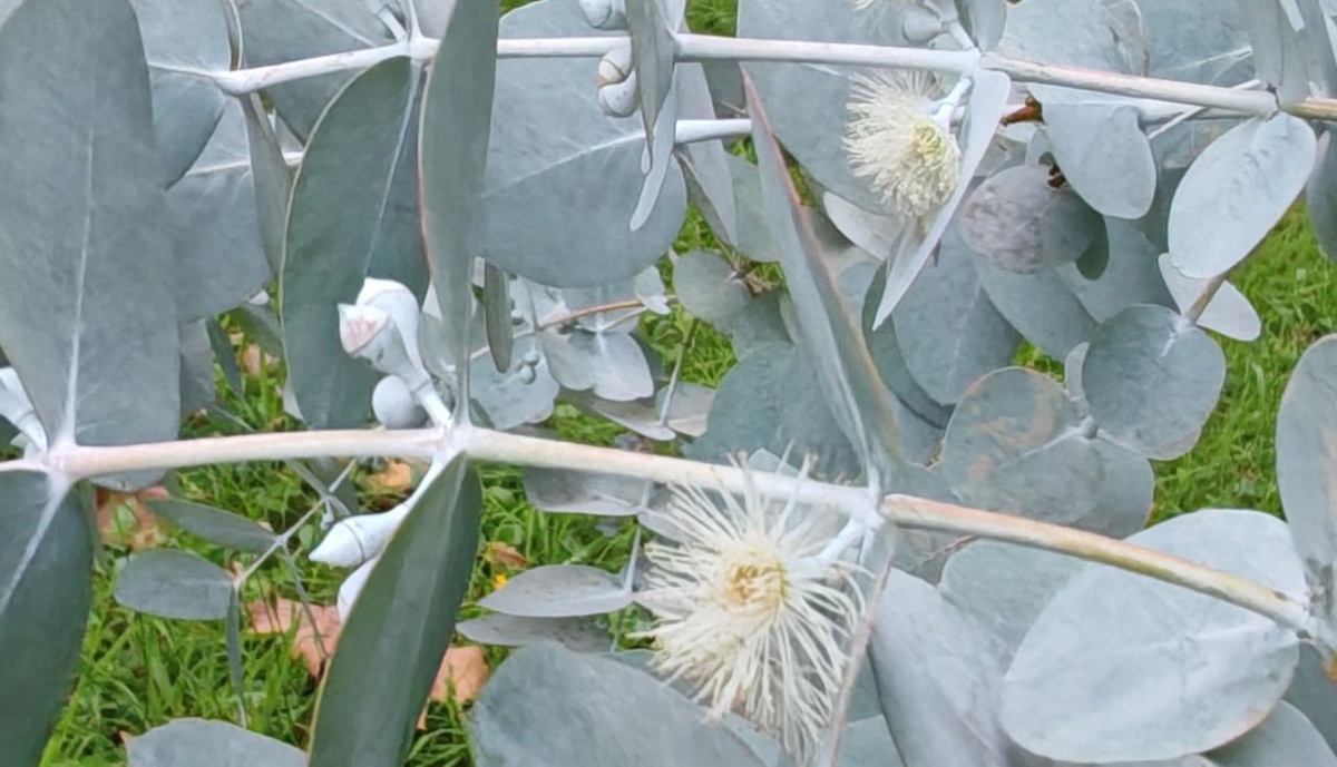 В Сочи зацвел пепельный эвкалипт и начали пылить гималайские кедры