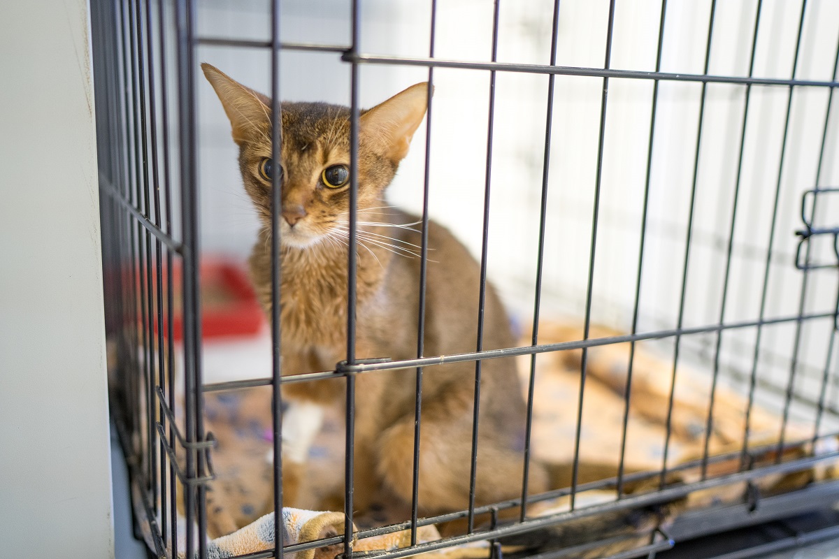 Птичий рынок котята. Закон о продаже животных. Закон о продаже животных. Щенки в зоомагазине. Про животных.