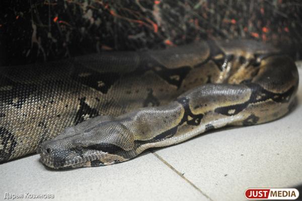  Уральские таможенники оформили 500 змей из Чехии, которых будут продавать как домашних питомцев - Фото 1