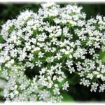 сныть обыкновенная фото крупным планом