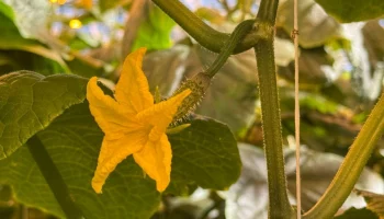 С социальных учреждений начнут тепличные овощи распространение по Камчатке