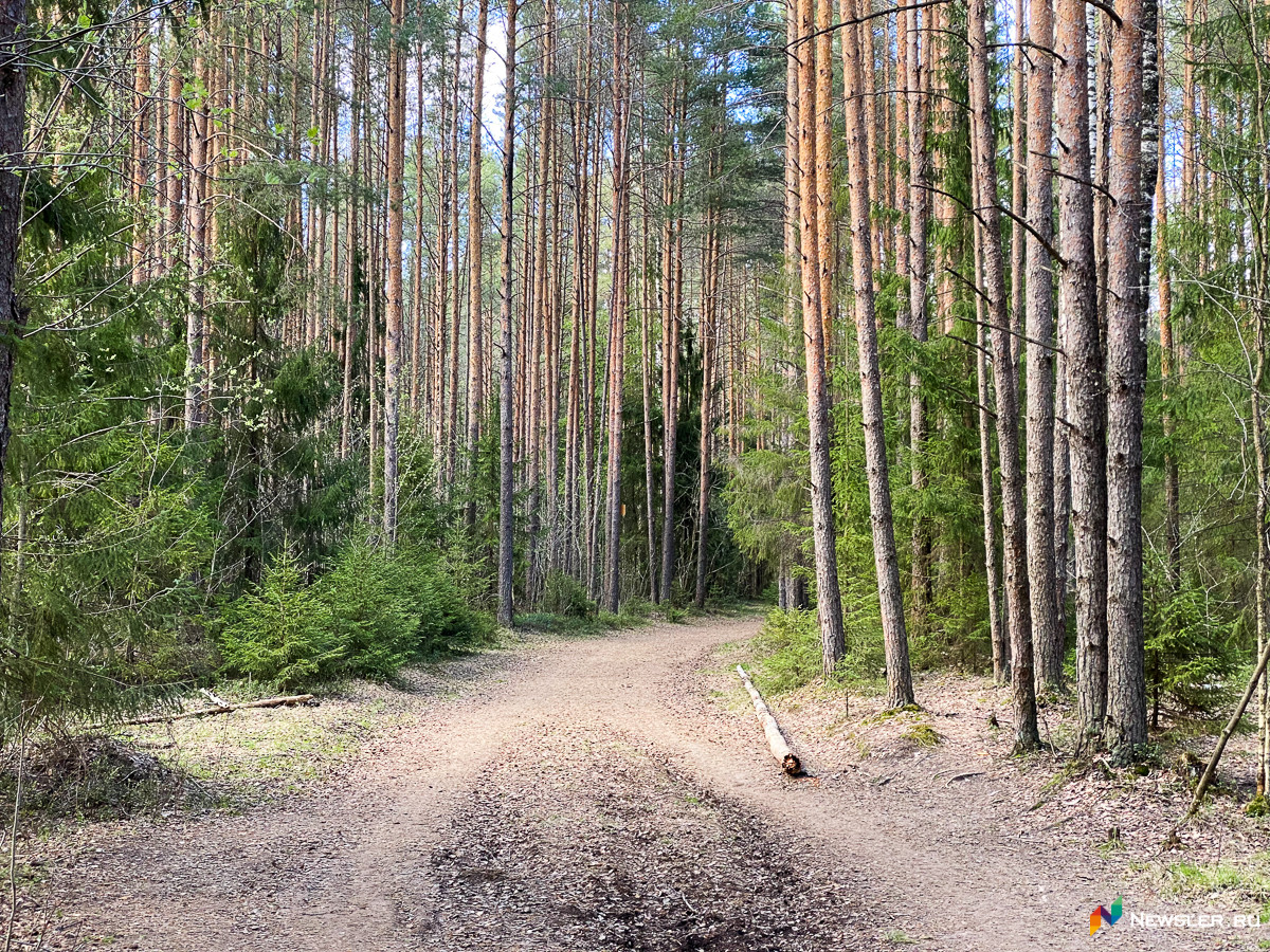 В Аникинском сосновом бору убрали большую свалку
