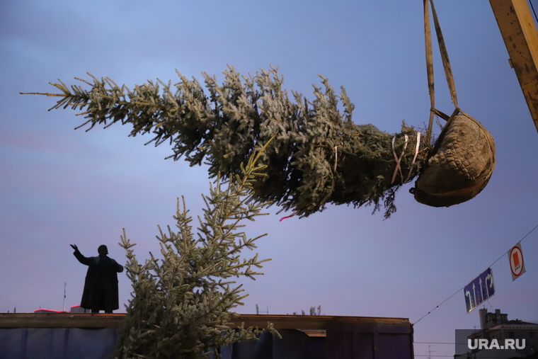 опасность живой ели