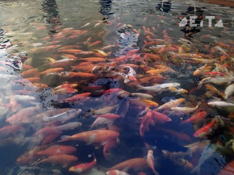 Массовую гибель рыбы в популярном месте отдыха расследуют во Владивостоке