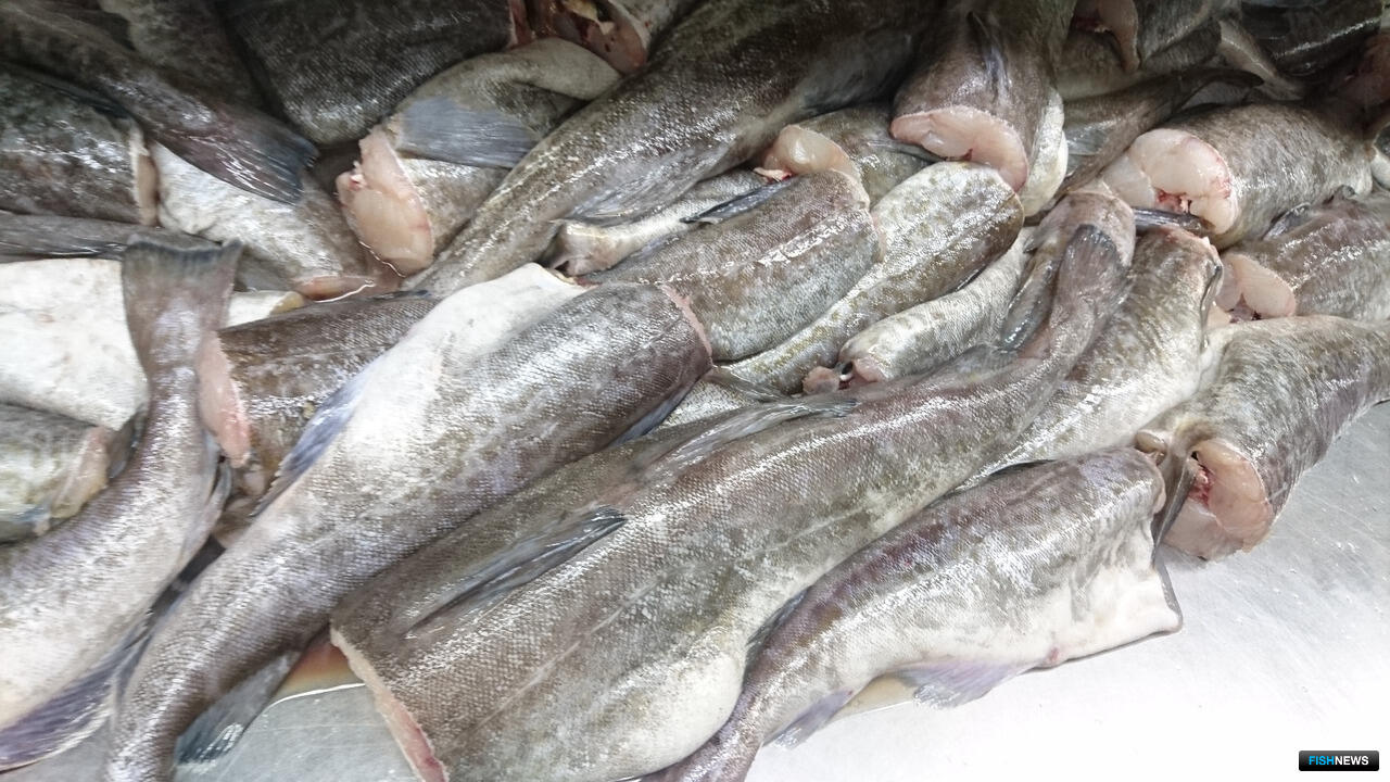 Рыба минтай. Минтай охотского моря. Малек минтая. Минтай промысел. Минтай улов.