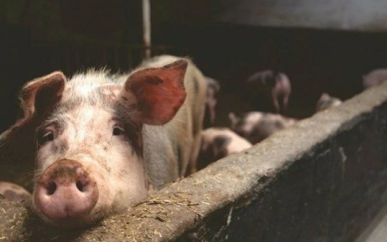 Краевым фермерам заплатят 40 млн за уничтоженных свиней