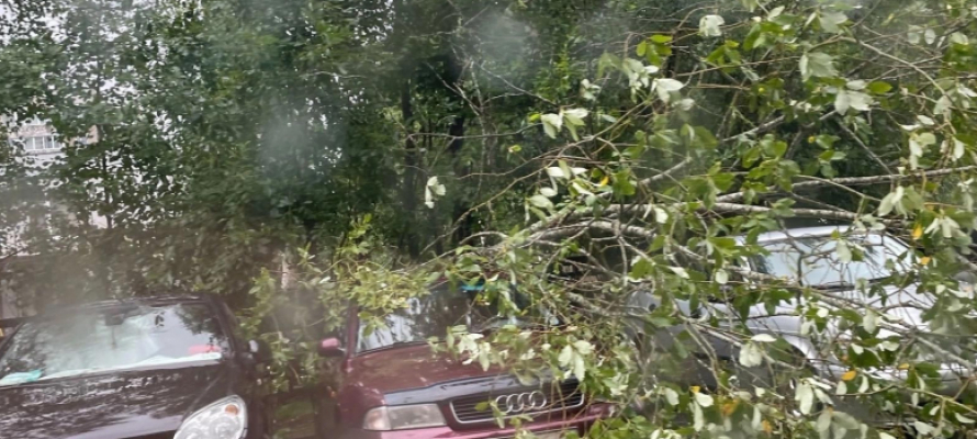 Дерево упало на машину фото