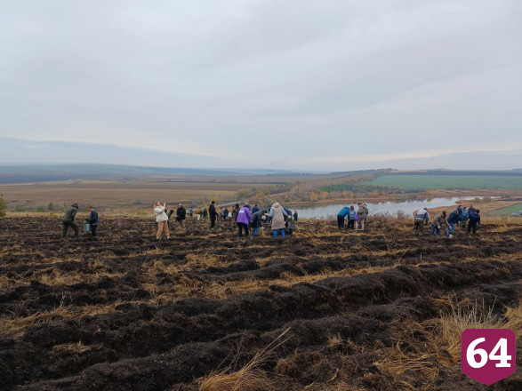 Осенью в Саратовской области высадят 3 миллиона сеянцев 