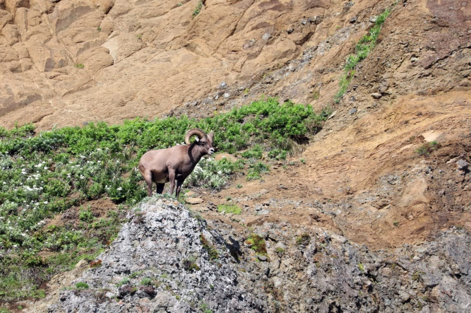 Тайны копытных Камчатки откроют на уникальной лекции Владимира Гордиенко. @kronoki. Фотография 4