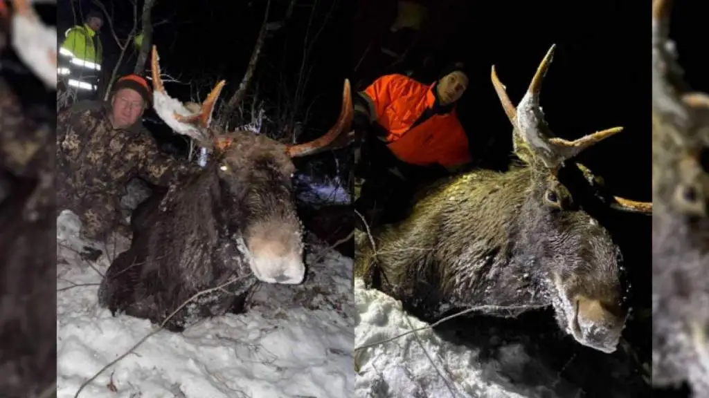 Люди под латвийской Лудзой несколько часов на морозе спасали лосей от верной смерти