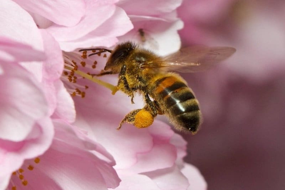 Опылители чудо. Пчела на цветке. Пчелки на цветах. Пчела фото. Красивая пчела на цветке.