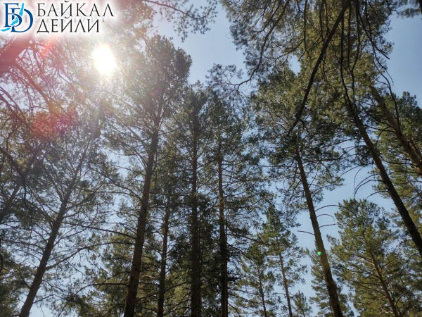 За вырубку деревьев с жителей Бурятии взыскали 860 тысяч 