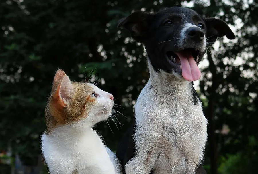 Петербург лидирует по гуманному отношению к животным | ФОТО Anusha Barwa on Unsplash