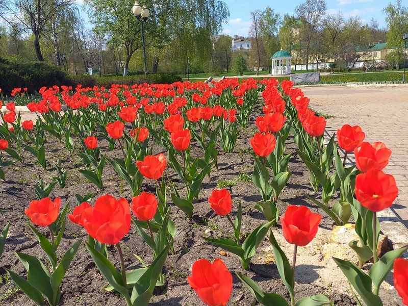 В Белгороде не будет массовых мероприятий в праздничные дни