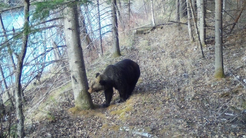 Амурские охотоведы вышли на перепись медведей и других лесных обитателей - gtrkamur.ru