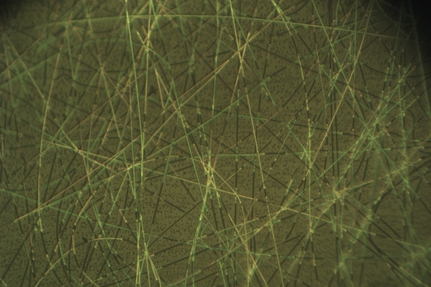 Нанонити из оксидов ванадия под оптическим микроскопом (увеличение 800х)