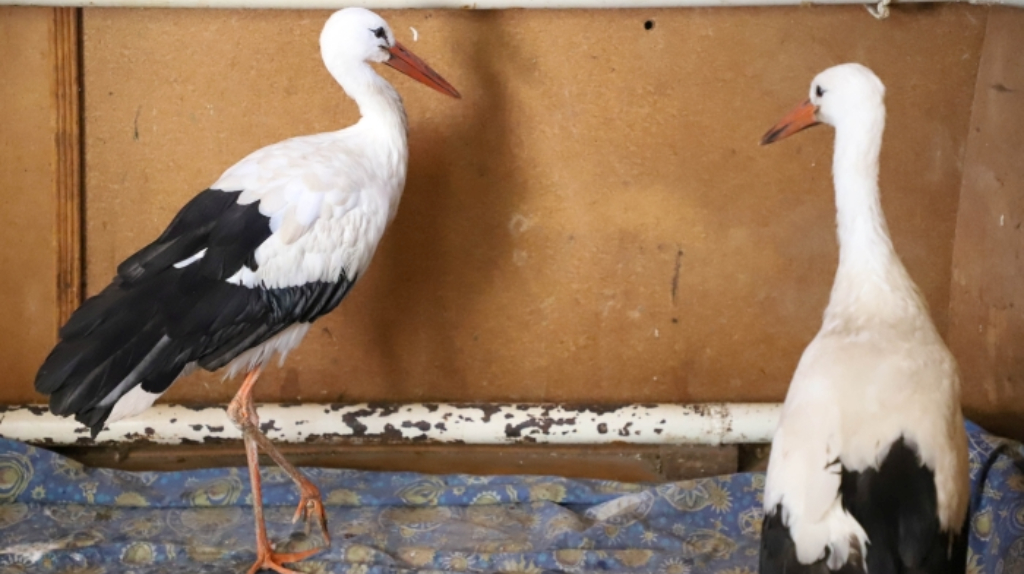 В Клинцовском районе люди спасли от гибели двух аистов