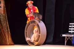 куклачев нижний новгород