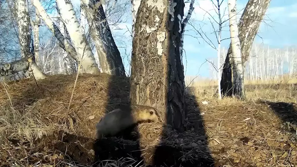Спа-процедуры барсука в лесу попали на видео