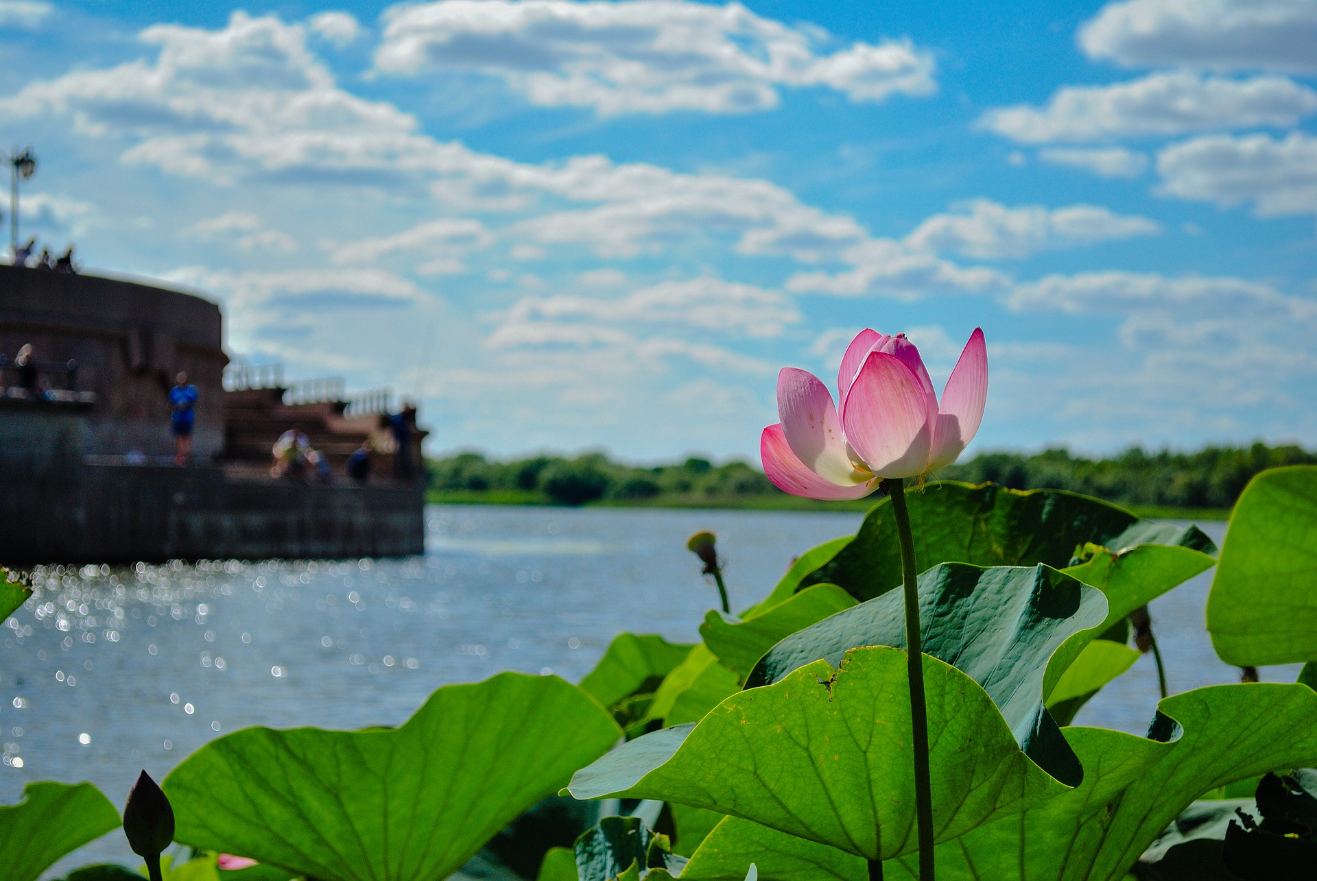 Астраханский лотос фото