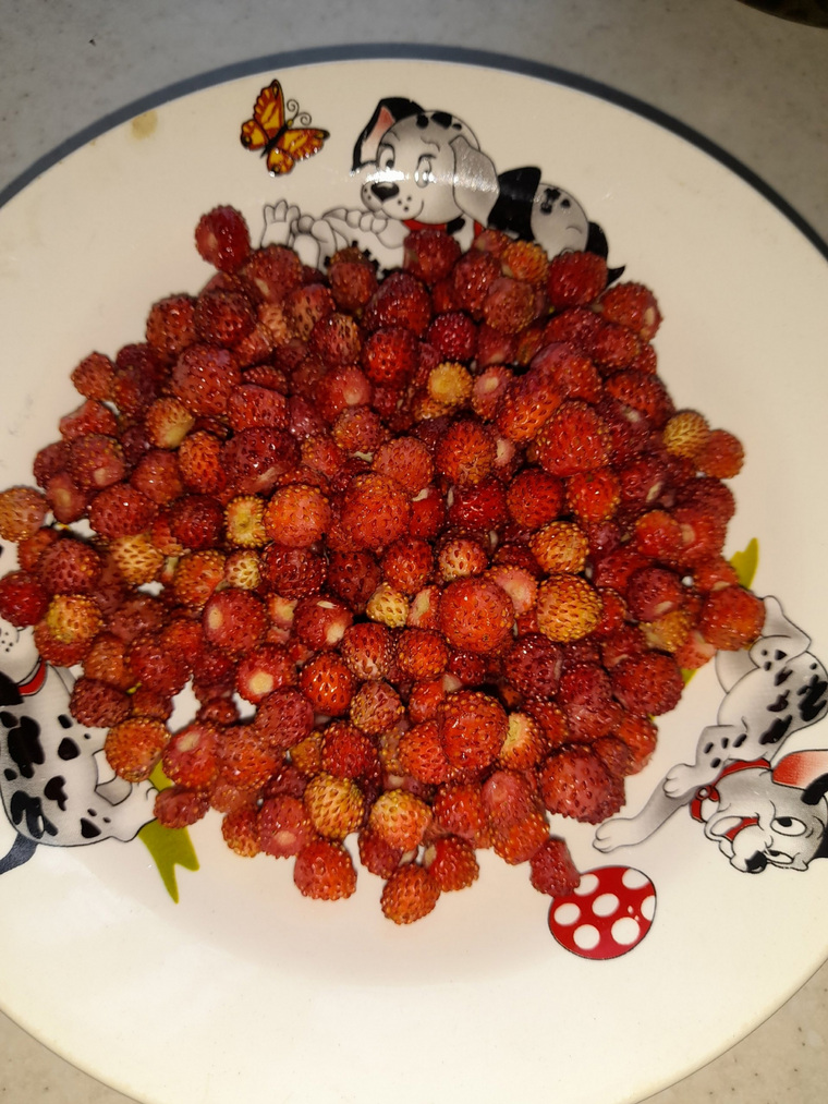 Первый урожай ягод собрала жительница Катав-Ивановского района