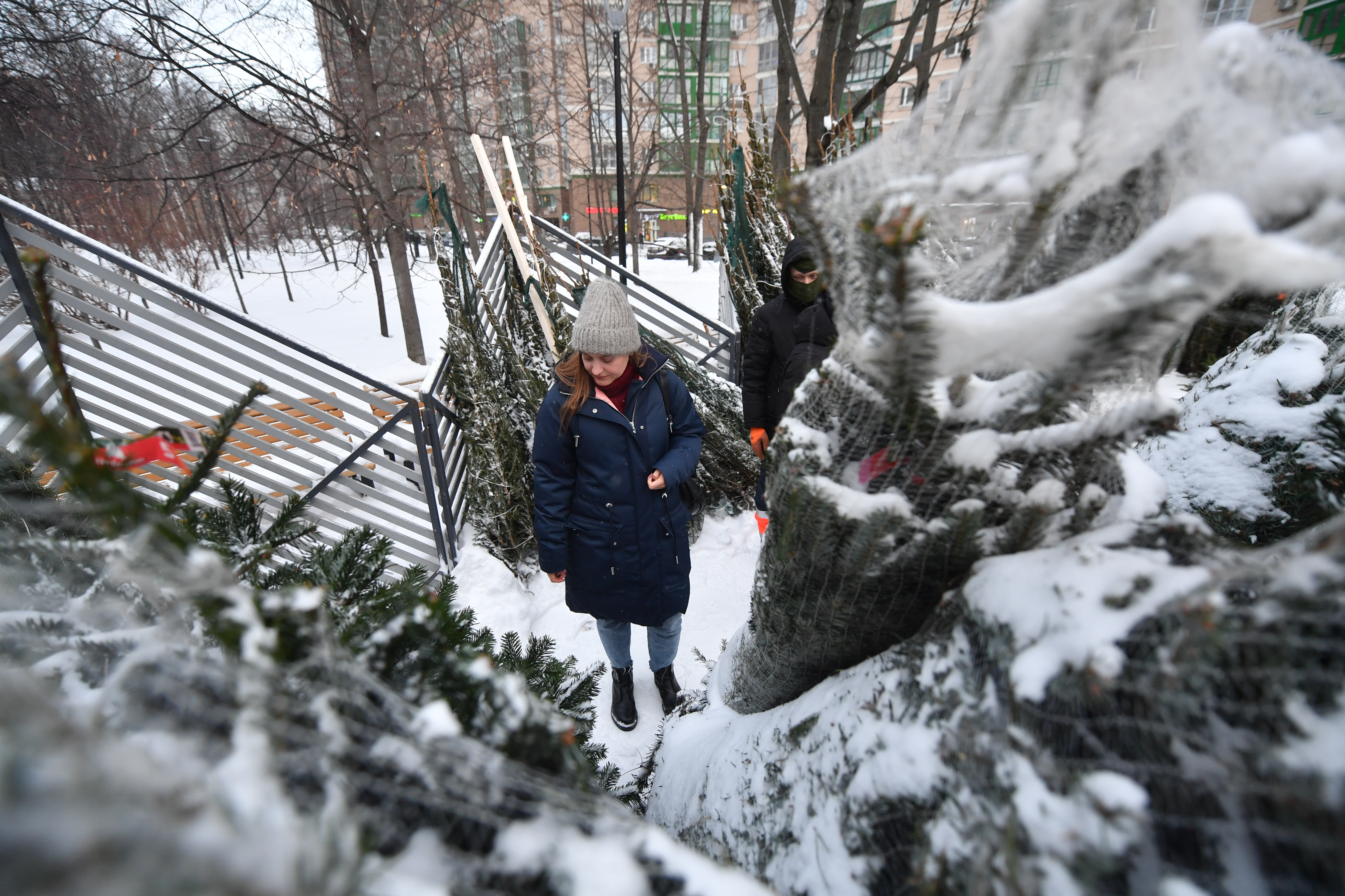 елочные базары в иркутске 2023. елочные базары в иркутске 2023. юбилейная елка. сосна на елочном базаре. елочные базары в иркутске 2023.
