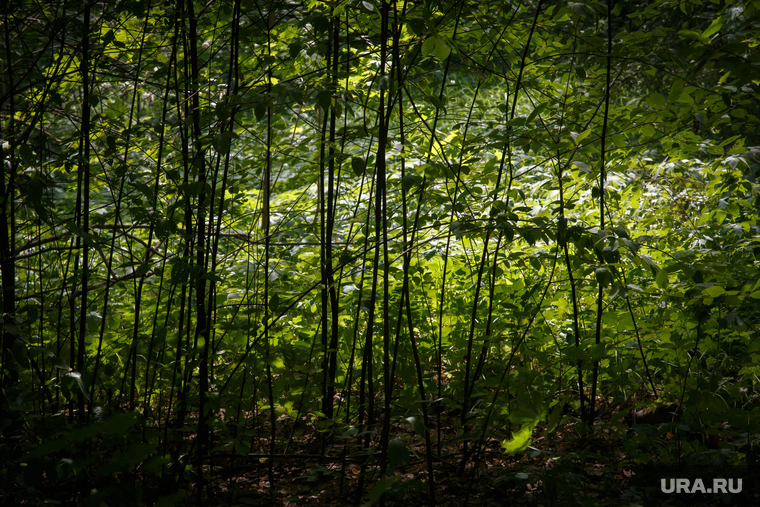 Шарташский лесной парк. Екатеринбург, деревья, лес, лето, чаща