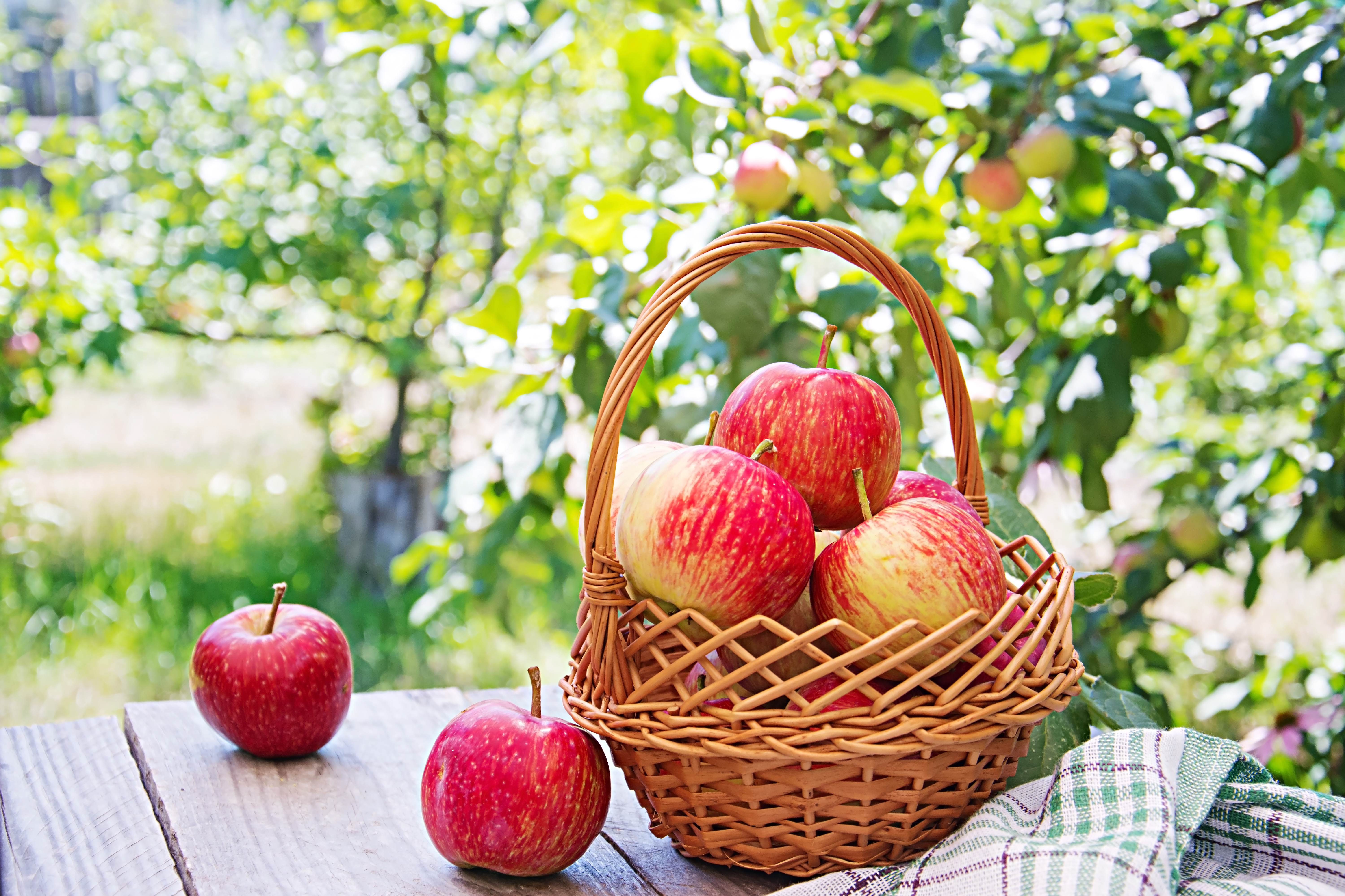 Яблоки яблочный спас. Яблочный спас. Корзины с яблоками. Красивое яблоко. Август яблоки.