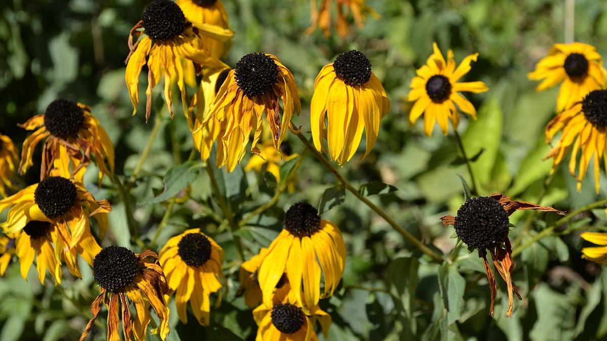 Подсолнухи