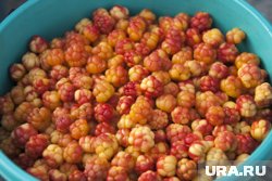 Ягода не водится в тюменских лесах 