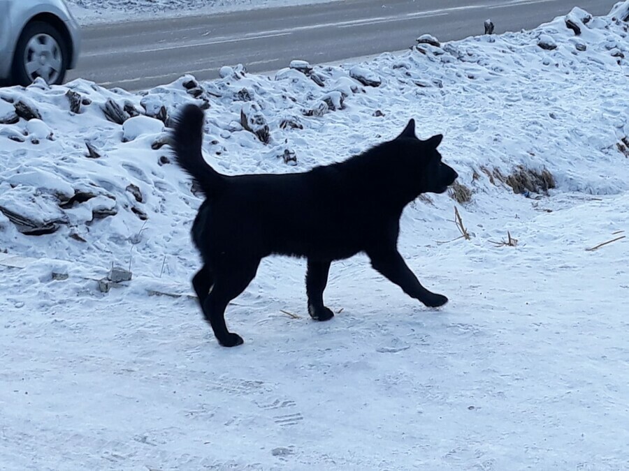 Больше 1 000 раз жаловались амурчане на владельцев собак