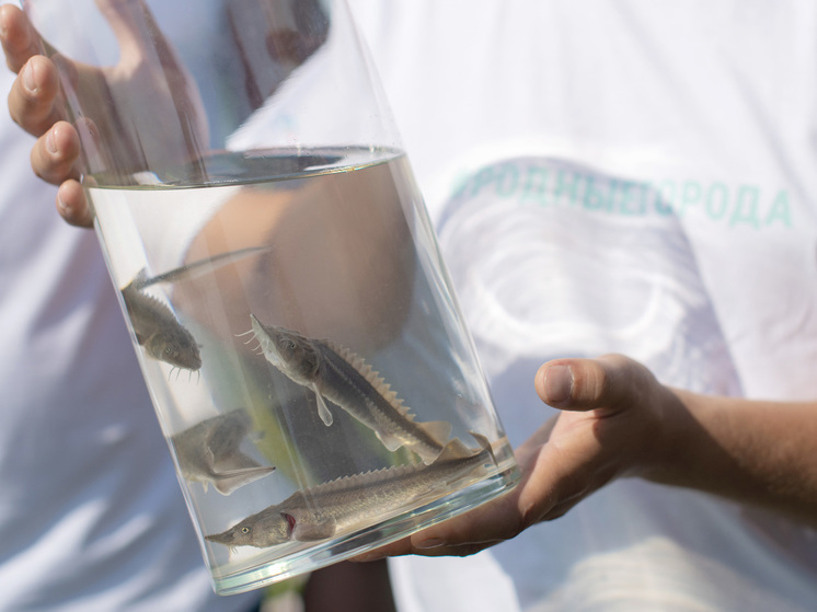В акваторию омского Иртыша выпустили 150 тысяч мальков сибирского осетра