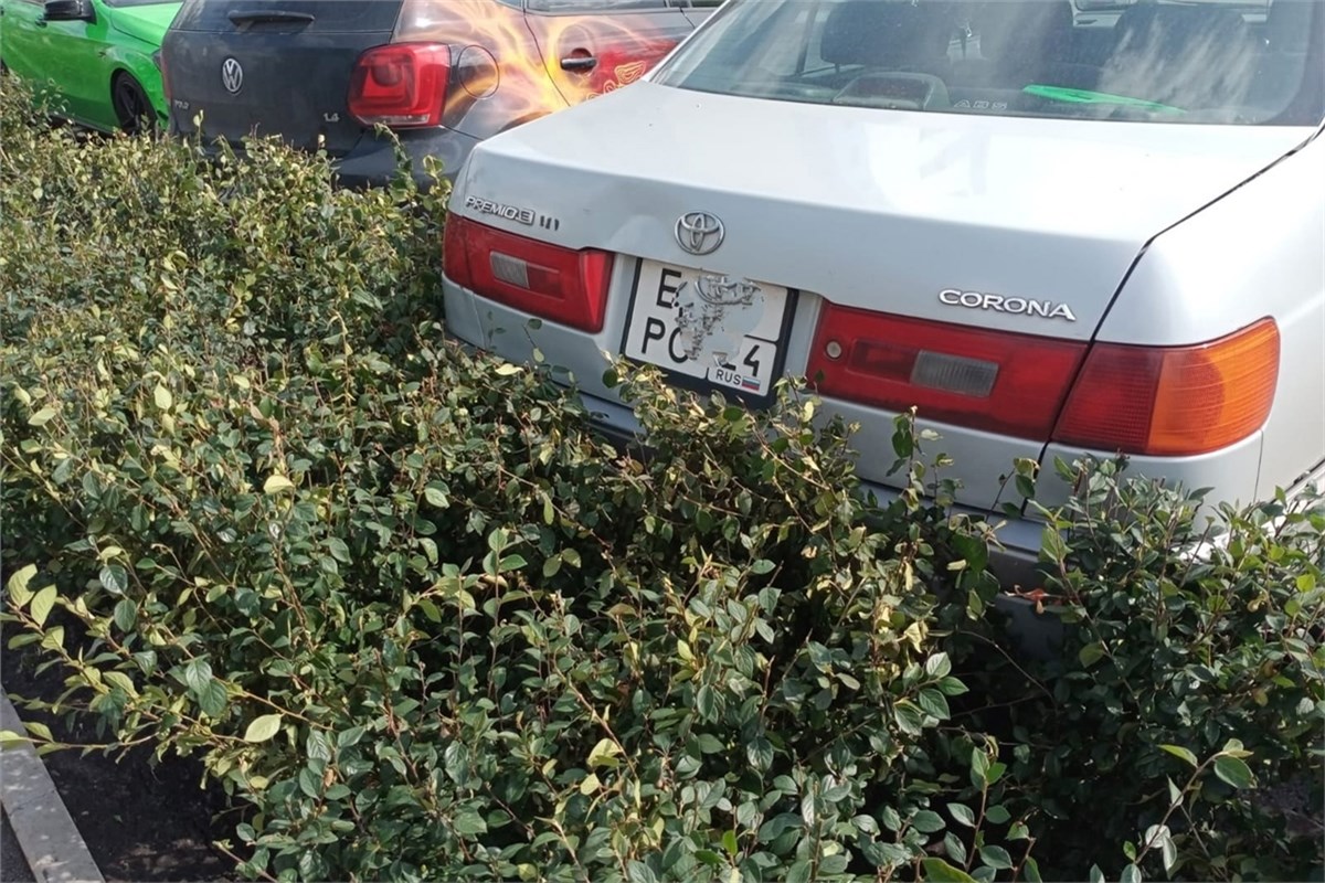 мексиканец в кустах красноярск