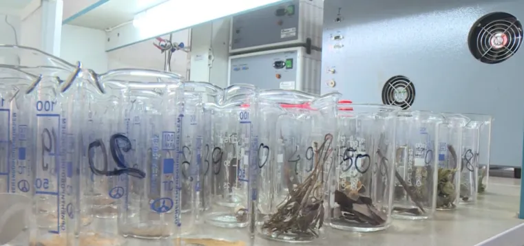 Российские учёные раскрывают секреты тропических лесов Вьетнама></div><div class=