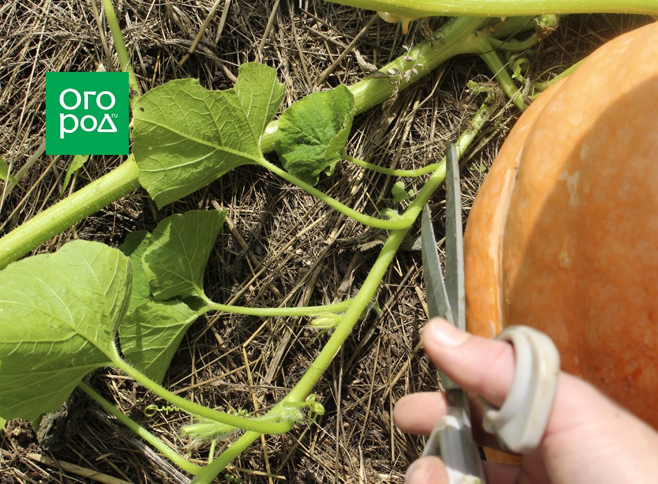 Когда убирать тыкву. Когда нужно срезать тыкву. Плети тыквы. Как узнать что тыква поспела на грядке. Урожай тыквы в подмосковье.