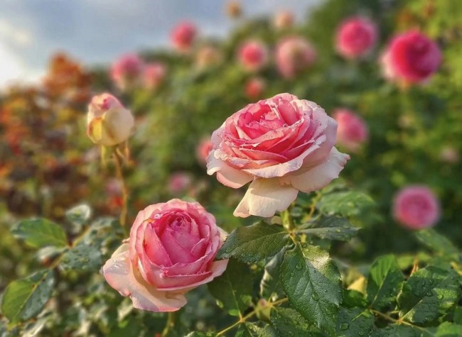 Rose weeks. Розы в саду фото. Короткие розы в саду. Ботанический сад в Батуми розарий. Ботанический сад Владивосток розы.