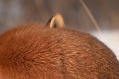 День сворачивания в клубочек отмечается сегодня в Камчатском крае 2