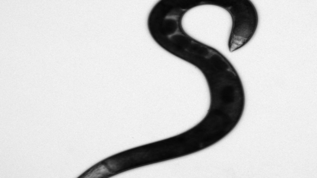 Allodiplogaster sudhausi