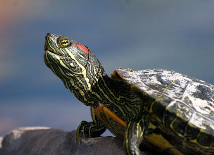 Ученые ответили, как определить возраст черепахи