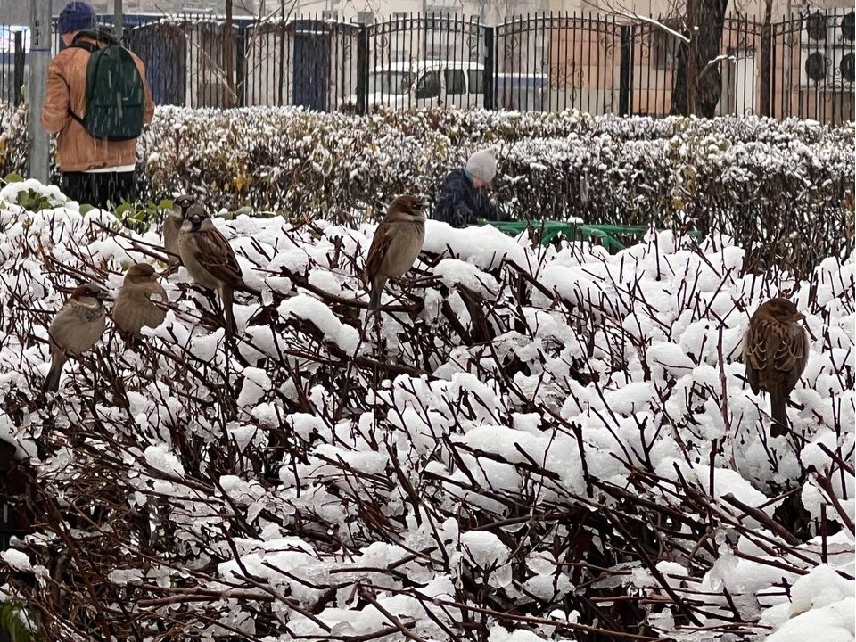 Мороз не спешит: метеорологи объявили, когда в Подмосковье выпадет снег