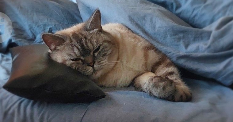 В Уве у домашней кошки выявили бешенство 
