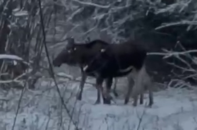 Семью грациозных лосей запечатлели в одном из лесов Татарстана