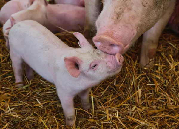 Зафиксирован случай возникновения африканской чумы свиней в ЛПХ Ростовской области