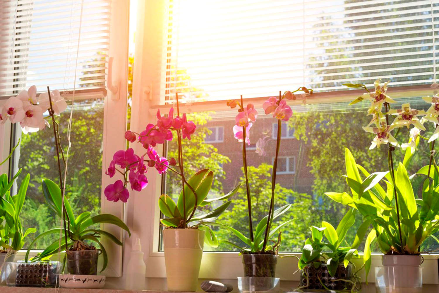 Комнатный цветок Орхидея фаленопсис. Цветы на подоконнике. Цветок в горшке на окне. Комнатные растения на окне. Орхидеи в горшках на подоконнике