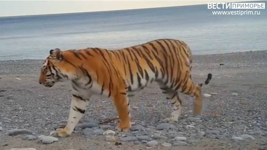 «А как на самом деле?»: о ситуации с тиграми в Приморье рассказали специалисты