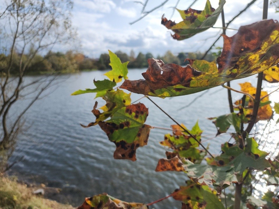 Бабье лето задержится в Московском регионе еще на неделю