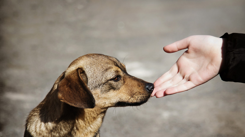 Инфекционист Неронов посоветовал не трогать бездомных животных