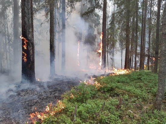 35 камер будут следить за пожарной обстановкой в Вологодской области
