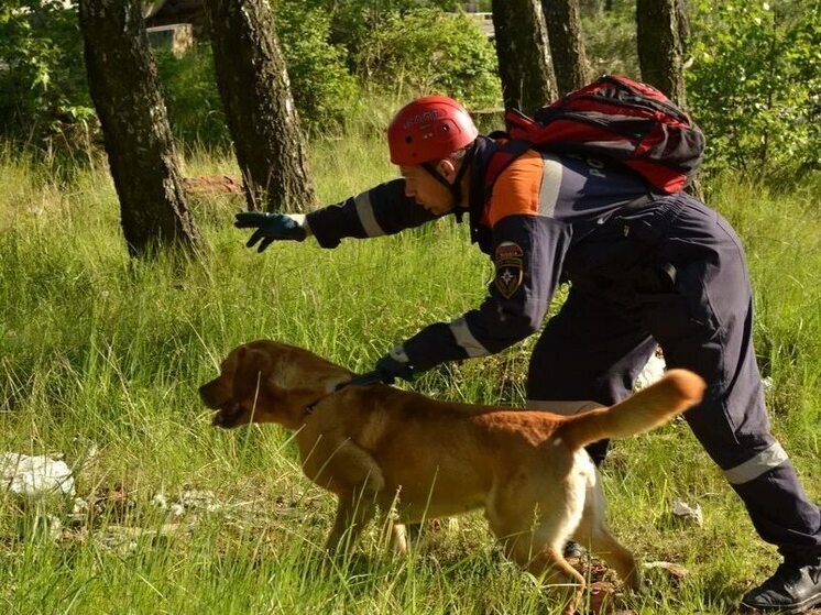 Около двух десятков человек, потерявшихся в лесных массивах Карелии, были благополучно эвакуированы спасательными службами