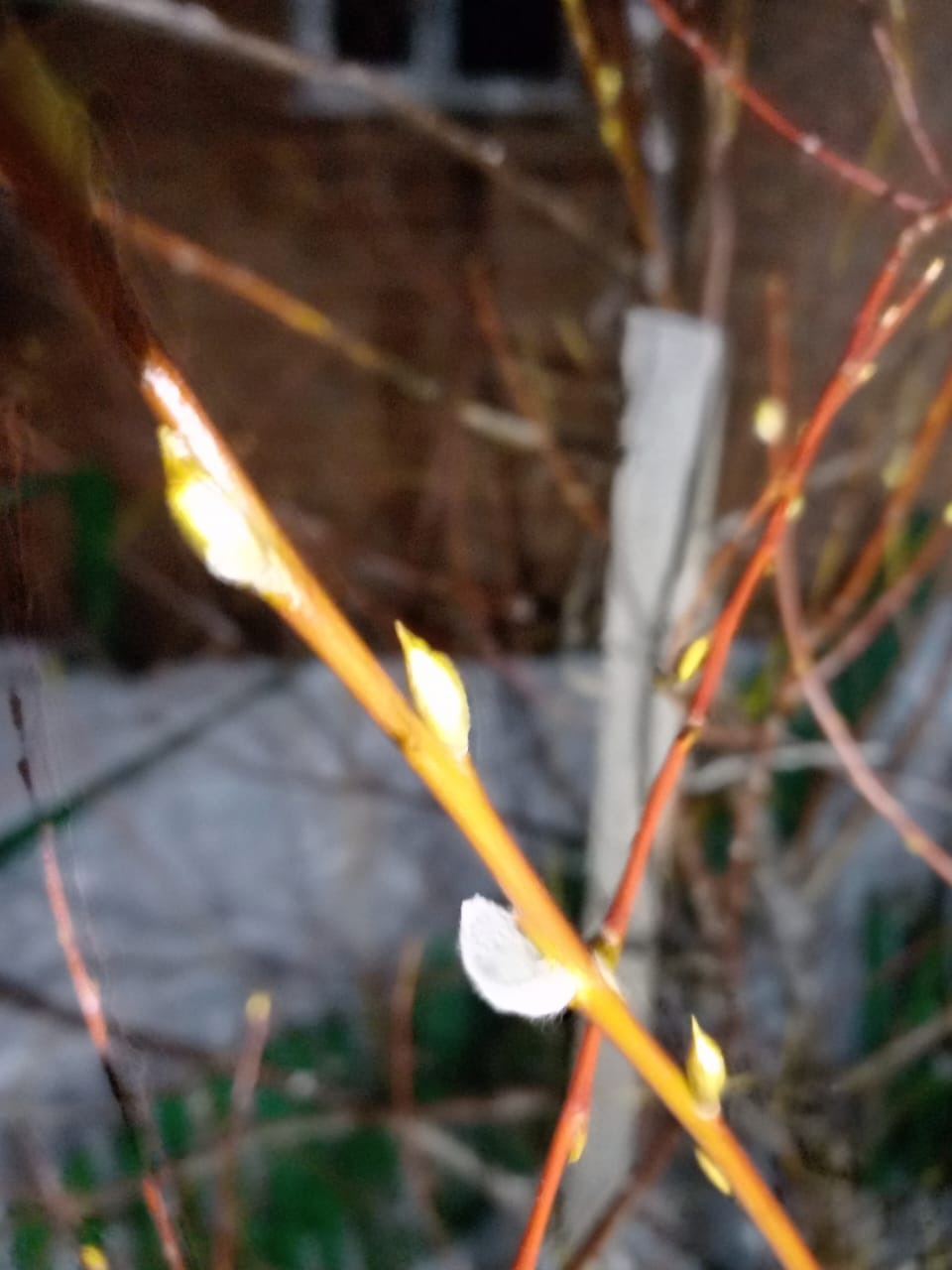 Почему 4 декабря распускается верба. С днем вербы. Верба на вербное воскресенье. Почему 4 декабря распускается верба. Почему 4 декабря распускается верба.